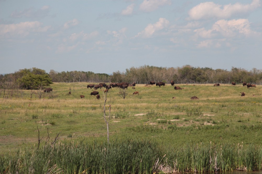 IMG_6912 bisons