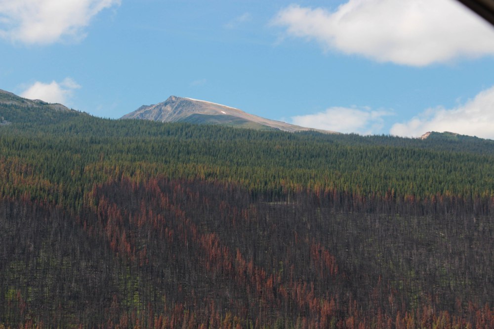 IMG_7898 foret brulée-2